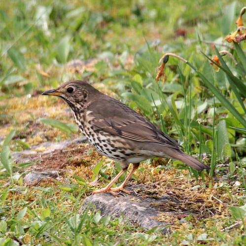 Grive musicienne / Song thrush ©  OliBac