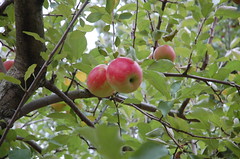 Smokehouse Apples <a style="margin-left:10px; font-size:0.8em;" href="http://www.flickr.com/photos/91915217@N00/10302973516/" target="_blank">@flickr</a>