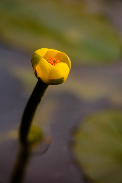 Yellow-Water-Lily-08138.jpg