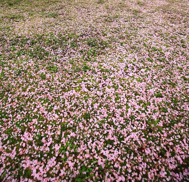 この雨で、桜の絨毯がありました。