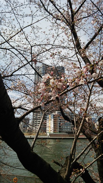桜は満開ではありませんでしたが佃島から撮...