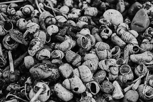 Gastropoda Cemetery ©  Dmitriy Protsenko