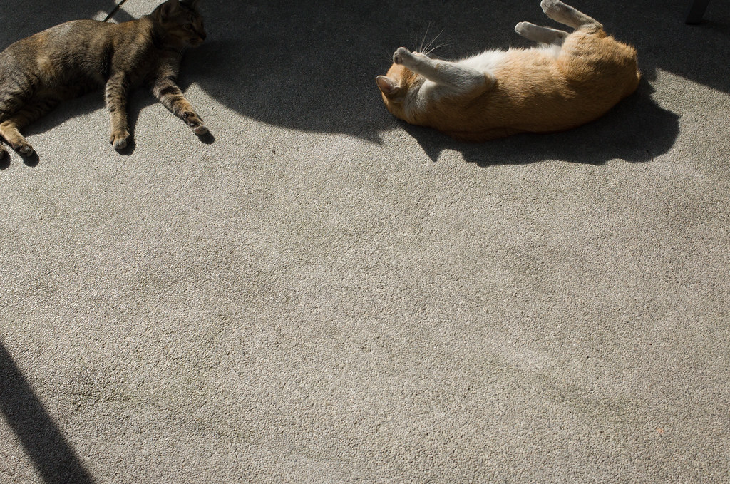 : Cats resting on the pavement