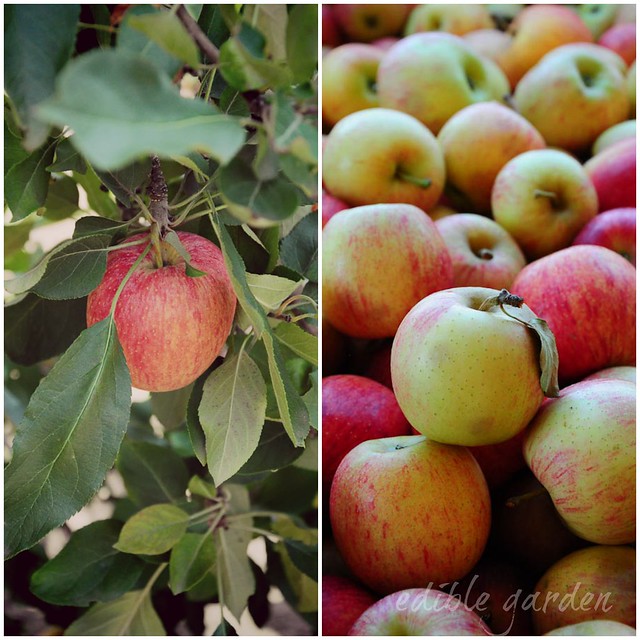 apple picking at bilpin near sydney - a day of #aussieapples