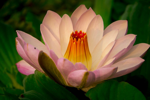Water-Lily-08211.jpg