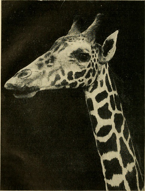 Image from page 115 of Annales des sciences naturelles (1911)