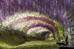Цветы глицинии, Япония