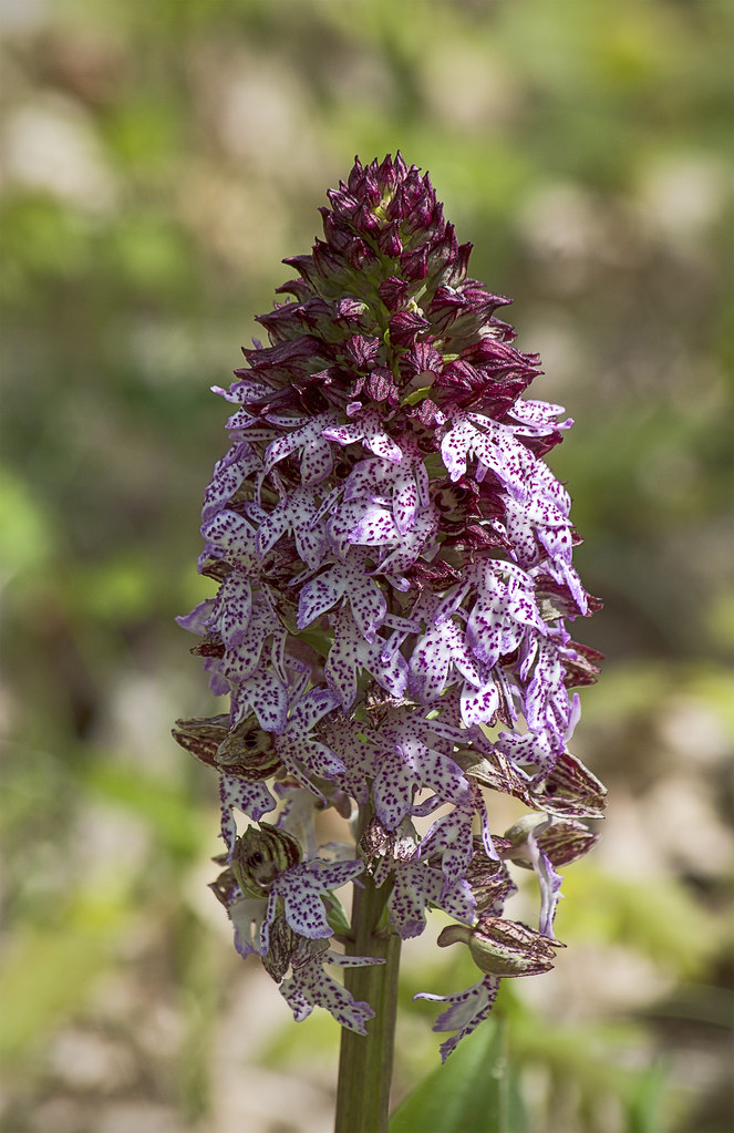 :   / lady orchid / orchis purpurea /   / Purpur-Knabenkraut