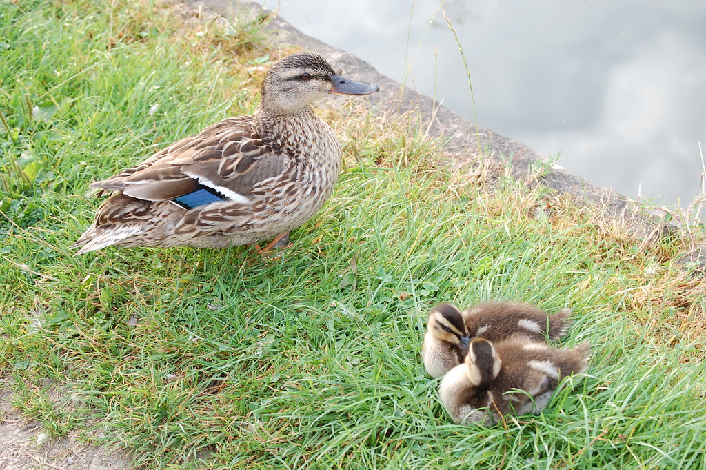 Grand Union Canal - Female Mallard with Ducklings