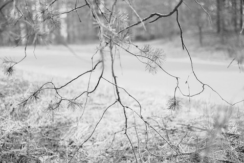 branches-DSCF9015 ©  Alexander Lyubavin