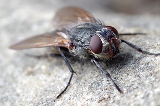 Ugly Fly (HFDF!)