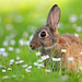 Rabbit in Meadow