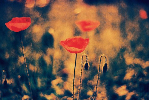 Praktica BC1 - Redscaled and Cross Processed - Poppies 3