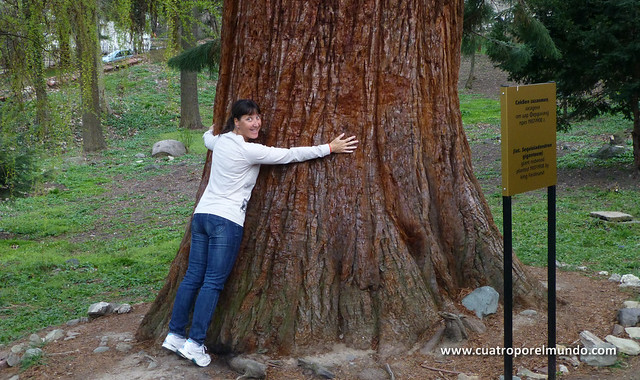 Elena abrazada a la sequoia gigante del jardin de Boyana