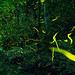 Composite of the firefly glowfly (ãƒ›ã‚¿ãƒ«ã‚³ãƒ³ãƒã‚¸ãƒƒãƒˆ)