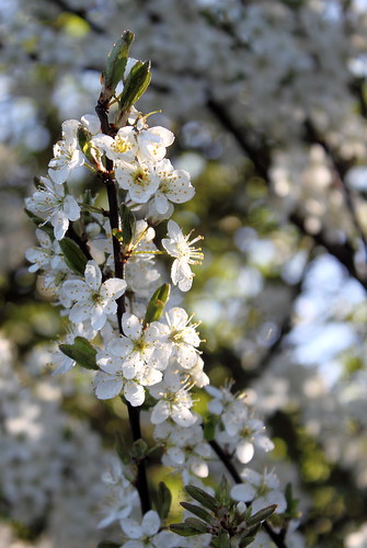 printemps / spring ©  OliBac