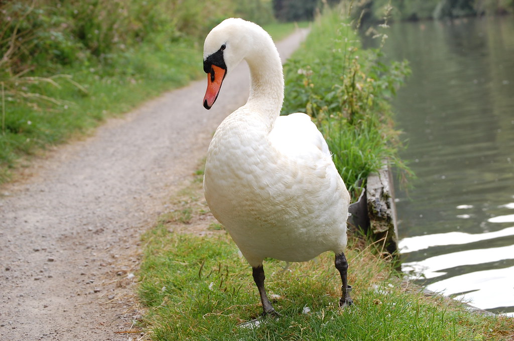 Grand Union Canal - Swan