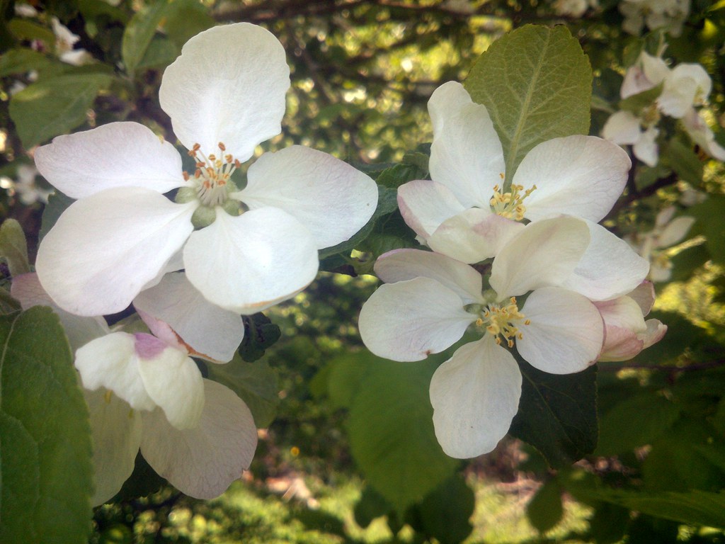 : Apple Blooms