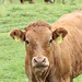 Cow in the Swiss Jura