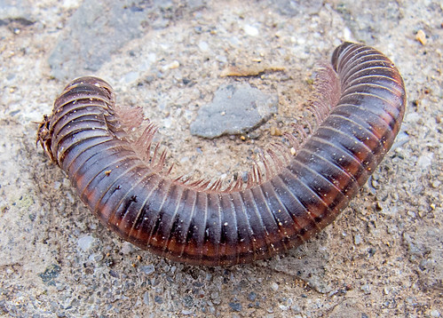   / Ommatoiulus sabulosus / Striped millipede / Sandschnurf ©  katunchik
