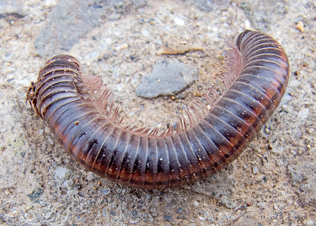 :   / Ommatoiulus sabulosus / Striped millipede / Sandschnurf