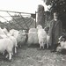 Looking after Sheep on the Barry Farm, Northampton