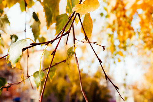 Autumn foliage ©  Tony