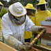 Lizzanello (LE) | Corso di apicoltura SPRAR Lizzanello Ordinari del GUS