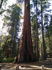 Giant trees in Yosemite <a style="margin-left:10px; font-size:0.8em;" href="http://www.flickr.com/photos/125164459@N05/15350998571/" target="_blank">@flickr</a>