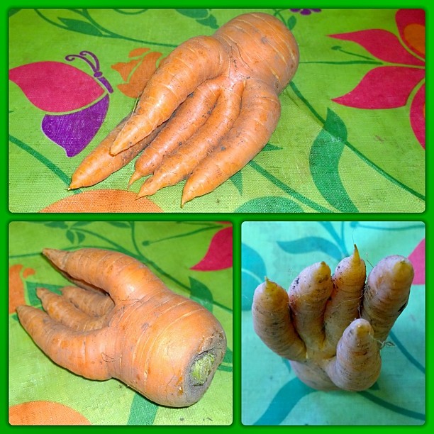 : High five  from the garden. #carrot has been abducted by some aliens.  # #   (  )   #