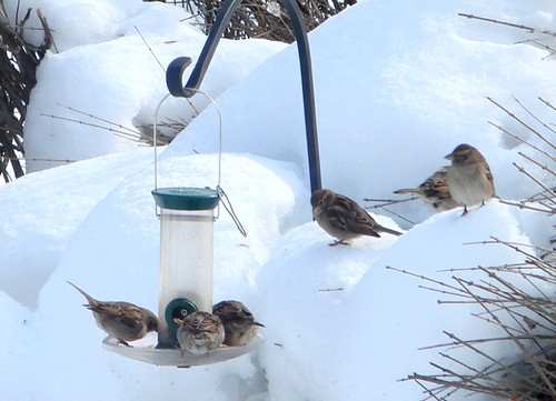 sparrows