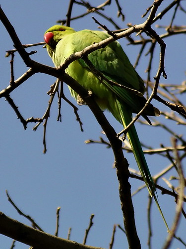 Feral parakeet
