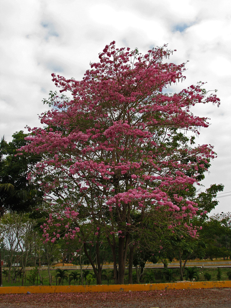 Maquilishuat - Bellas fotos del árbol Nacional de El Salvador