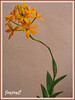 Orange Epidendrum x obrienianum (O'brien's Star Orchid, Crucifix Orchid, Reed-stem Epidendrum)
