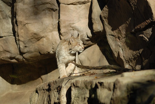 Canada Lynx (Lynx canadensis)