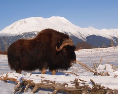Musk Ox of Alaska