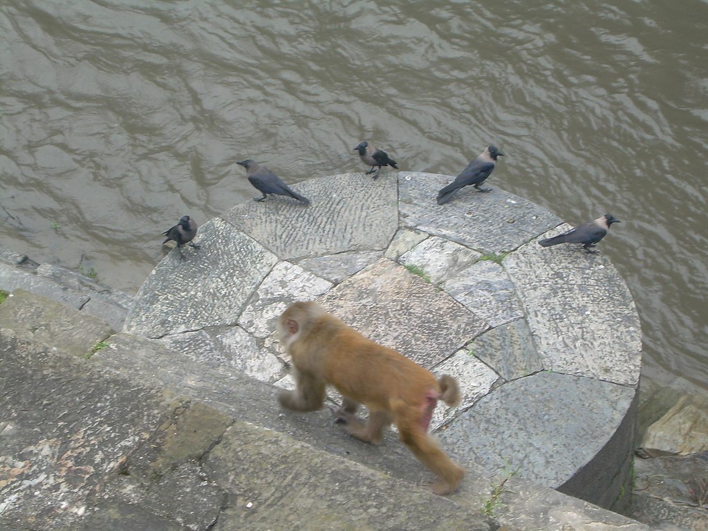El mono y las palomas en el río Bagmati