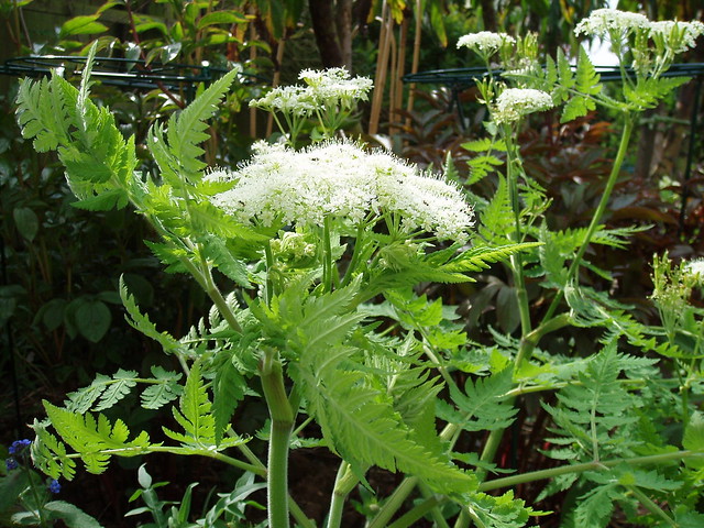 Photo: Sweet Cicely
