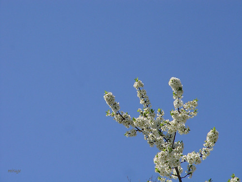 blue sky and white flowers
