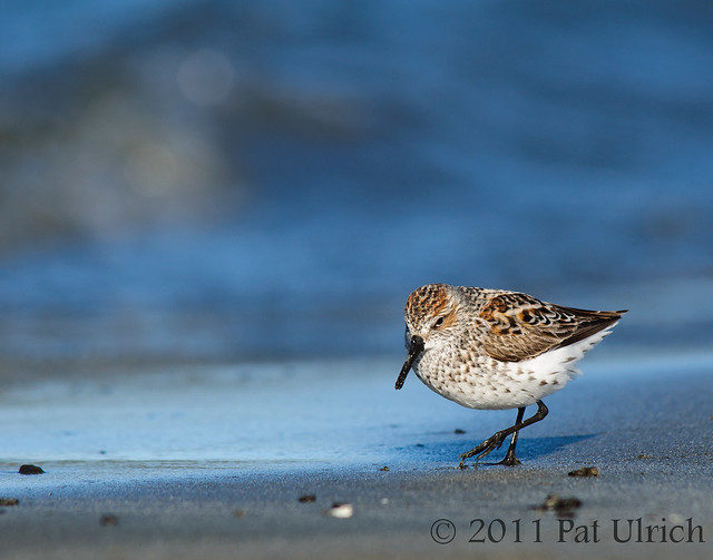 Strolling western sandpiper - Pat Ulrich Wildlife Photography