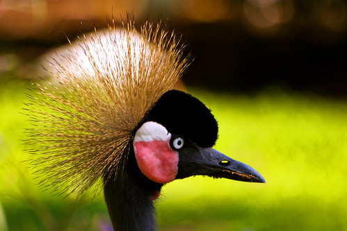 Busch Gardens Weird Bird