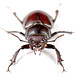 Stag Beetle by Squirrel_bark