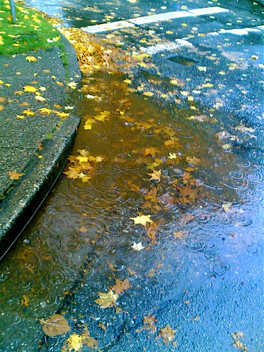 Leaves clog the drain