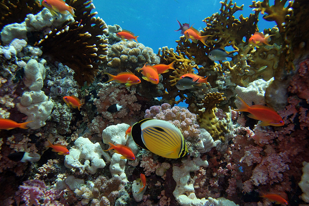 Коралловые рифы в хургаде. Коралловый риф в Шарм Эль Шейхе. Подводный мир красного моря Хургада. Шарм-Эль-Шейх подводный мир красное море. Подводный риф Шарм-Эль-Шейх.