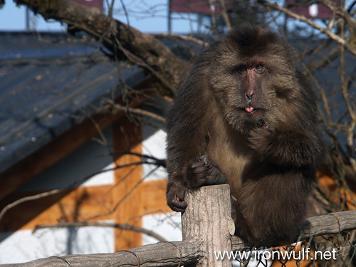 A mischievous Macaque