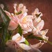 Rebecca White Pink Flowers