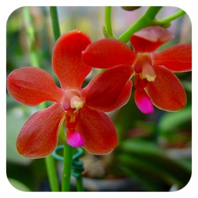 Orquidea roja