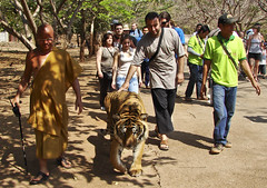 Walking with tiger