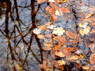 Reflection & Leaves