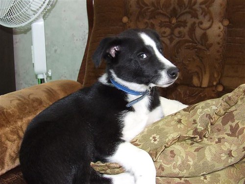border collie cross whippet puppies